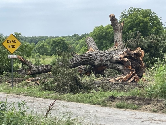 Why you need ham-pecan tree wiped out area power for 3 days